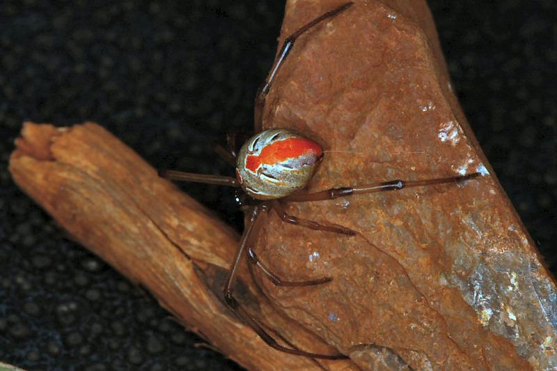 Latrodectus_hasselti_D3492_Z_86_E. of Nuendah homestead_Australie.jpg